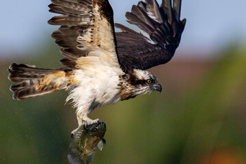 The beautiful flight characteristics of Osprey in Thailand.