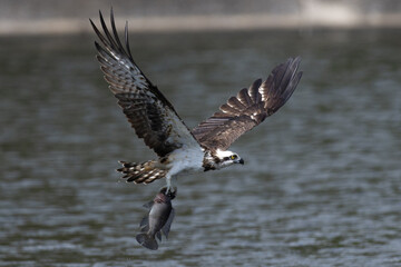 The beautiful flight characteristics of Osprey in Thailand.