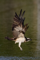 The beautiful flight characteristics of Osprey in Thailand.