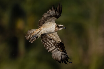 The beautiful flight characteristics of Osprey in Thailand.