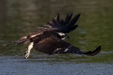 The beautiful flight characteristics of Osprey in Thailand.