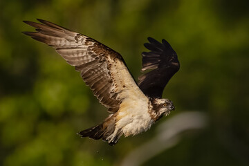 The beautiful flight characteristics of Osprey in Thailand.
