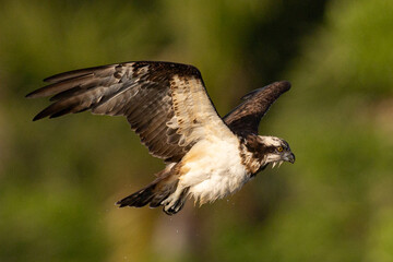 The beautiful flight characteristics of Osprey in Thailand.