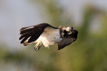 The beautiful flight characteristics of Osprey in Thailand.