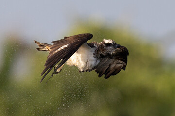 The beautiful flight characteristics of Osprey in Thailand.