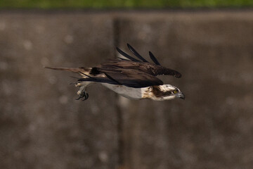 The beautiful flight characteristics of Osprey in Thailand.
