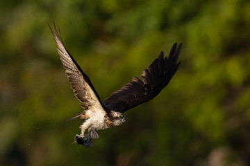 The beautiful flight characteristics of Osprey in Thailand.