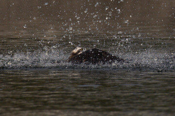 Obraz premium The beautiful flight characteristics of Osprey in Thailand.