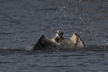 Fototapeta premium The beautiful flight characteristics of Osprey in Thailand.