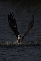 The beautiful flight characteristics of Osprey in Thailand.