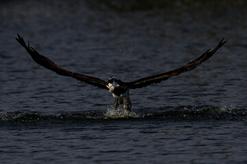 The beautiful flight characteristics of Osprey in Thailand.
