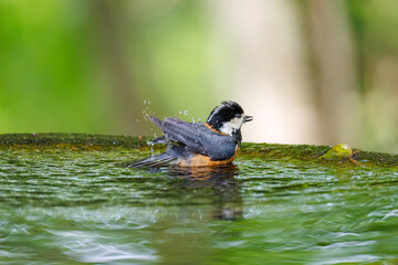 飛び出し飛翔する可愛いヤマガラ（シジュウカラ科）
水盤で水浴びをしている。
英名学名：Varied Tit (Sittiparus varius)
神奈川県秦野市- 2025年
varius)
