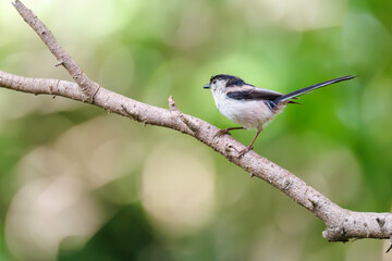 もふもふで可愛いエナガ（エナガ科）
英名学名：long tailed tit (Aegithalos caudatus)
秦野駅近くにある弘法山公園は、浅間山、権現山、弘法山を含む神奈川県立の自然公園。
山頂には野鳥の観察施設「バードサンクチュアリ」がある
神奈川県秦野市- 2025年
