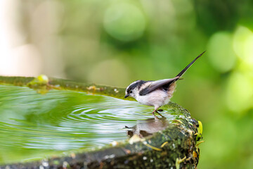 もふもふで可愛いエナガ（エナガ科）
英名学名：long tailed tit (Aegithalos...