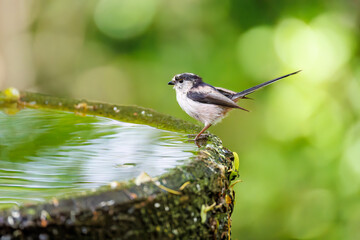 もふもふで可愛いエナガ（エナガ科）
英名学名：long tailed tit (Aegithalos caudatus)
秦野駅近くにある弘法山公園は、浅間山、権現山、弘法山を含む神奈川県立の自然公園。
山頂には野鳥の観察施設「バードサンクチュアリ」がある
神奈川県秦野市- 2025年
