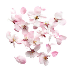 Fototapeta premium Delicate pink blossoms against a vibrant multicolored striped background a floral digital art piece