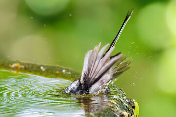 もふもふで可愛いエナガ（エナガ科）
英名学名：long tailed tit (Aegithalos...