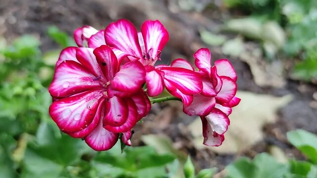 The details of flowers, shapes, and textures in photography,Los detalles de flores formas y texturas en la fotograf&iacute;a (14)