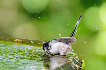 もふもふで可愛いエナガ（エナガ科）
英名学名：long tailed tit (Aegithalos...