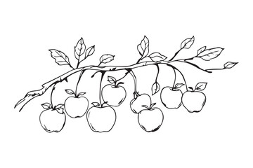 apple tree branch line art and black color  © Sumi Khanom