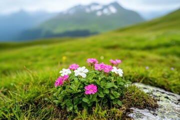 Obraz premium Alpine meadow flowers with mountain view