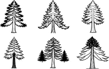 Set of redwood tree outline vector and illustration, coloring book page