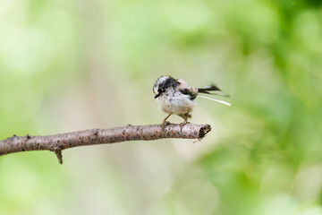 もふもふで可愛いエナガ（エナガ科）
英名学名：long tailed tit (Aegithalos...
