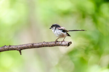 もふもふで可愛いエナガ（エナガ科）
英名学名：long tailed tit (Aegithalos...