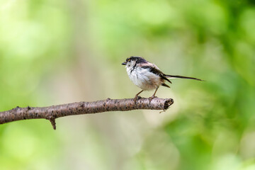 もふもふで可愛いエナガ（エナガ科）
英名学名：long tailed tit (Aegithalos...
