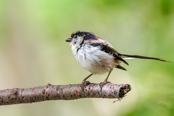 もふもふで可愛いエナガ（エナガ科）
英名学名：long tailed tit (Aegithalos...