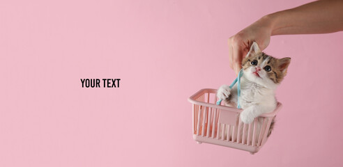 Woman's hand holds cute kitten in mini shopping basket on pink background. Space for your text