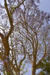 tree in the sky