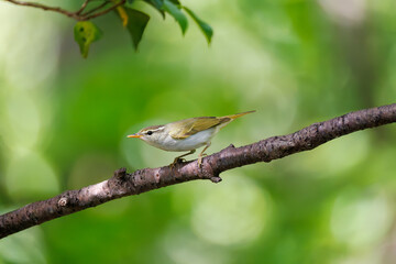 さえずる可愛いエゾムシクイ（メボソムシクイ科）
英名学名：Sakhalin Leaf Warbler, Phylloscopus borealoides
秦野駅近くにある弘法山公園は、浅間山、権現山、弘法山を含む神奈川県立の自然公園。
山頂には野鳥の観察施設「バードサンクチュアリ」がある
神奈川県秦野市- 2025年
