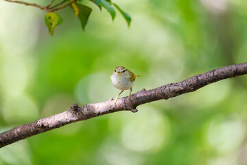 さえずる可愛いエゾムシクイ（メボソムシクイ科）
英名学名：Sakhalin Leaf Warbler, Phylloscopus borealoides
秦野駅近くにある弘法山公園は、浅間山、権現山、弘法山を含む神奈川県立の自然公園。
山頂には野鳥の観察施設「バードサンクチュアリ」がある
神奈川県秦野市- 2025年
