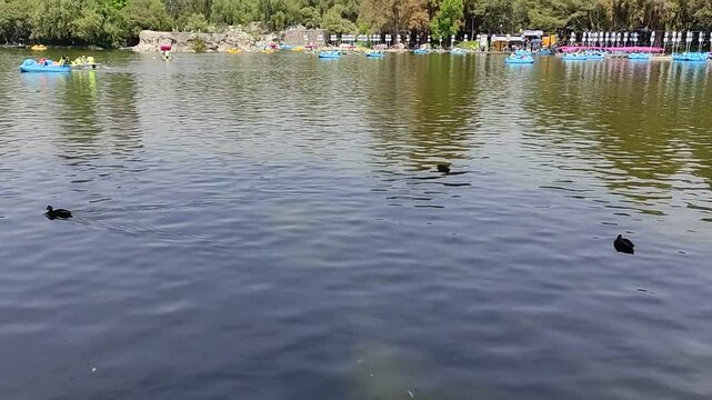 Cute ducklings swimming alone in a lake or river with calm waters,Lindos patitos nadando solo en un lago o r&iacute;o con aguas tranquilas (36)
