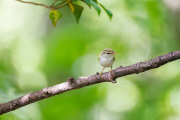 さえずる可愛いエゾムシクイ（メボソムシクイ科）
英名学名：Sakhalin Leaf Warbler, Phylloscopus borealoides
秦野駅近くにある弘法山公園は、浅間山、権現山、弘法山を含む神奈川県立の自然公園。
山頂には野鳥の観察施設「バードサンクチュアリ」がある
神奈川県秦野市- 2025年
