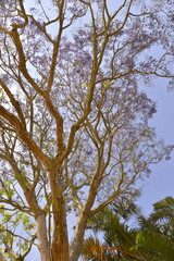 tree branches against blue sky