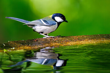 Obraz premium さえずる可愛いエゾムシクイ（メボソムシクイ科） 英名学名：Sakhalin Leaf Warbler, Phylloscopus borealoides 可愛いシジュウカラ（シジュウカラ科） 英名学名：Japanese Tit (Parus minor, family comprising tits). 水盤で水浴びをしている。 神奈川県秦野市- 2025年 