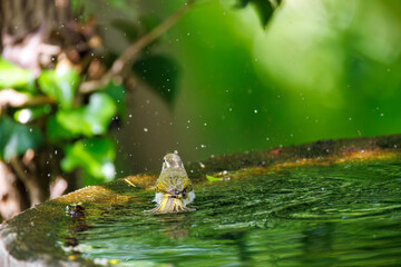 さえずる可愛いエゾムシクイ（メボソムシクイ科）
英名学名：Sakhalin Leaf Warbler, Phylloscopus borealoides
秦野駅近くにある弘法山公園は、浅間山、権現山、弘法山を含む神奈川県立の自然公園。
山頂には野鳥の観察施設「バードサンクチュアリ」がある
神奈川県秦野市- 2025年
