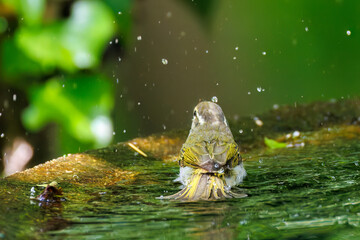 さえずる可愛いエゾムシクイ（メボソムシクイ科）
英名学名：Sakhalin Leaf Warbler, Phylloscopus borealoides
秦野駅近くにある弘法山公園は、浅間山、権現山、弘法山を含む神奈川県立の自然公園。
山頂には野鳥の観察施設「バードサンクチュアリ」がある
神奈川県秦野市- 2025年
