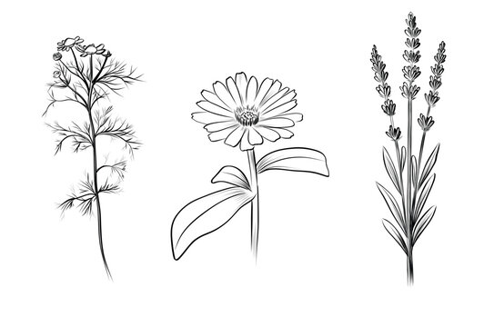 Three healing herbs chamomile calendula lavender vector