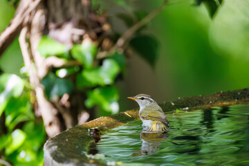 さえずる可愛いエゾムシクイ（メボソムシクイ科）
英名学名：Sakhalin Leaf Warbler, Phylloscopus borealoides
秦野駅近くにある弘法山公園は、浅間山、権現山、弘法山を含む神奈川県立の自然公園。
山頂には野鳥の観察施設「バードサンクチュアリ」がある
神奈川県秦野市- 2025年
