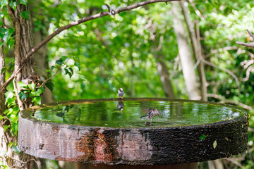 もふもふで可愛いエナガ（エナガ科）
英名学名：long tailed tit (Aegithalos...