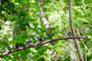 もふもふで可愛いエナガ（エナガ科）
英名学名：long tailed tit (Aegithalos...
