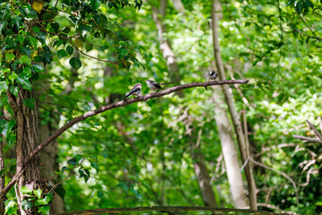 もふもふで可愛いエナガ（エナガ科）
英名学名：long tailed tit (Aegithalos...