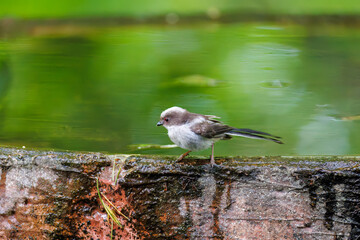 もふもふで可愛いエナガ（エナガ科）
英名学名：long tailed tit (Aegithalos caudatus)
秦野駅近くにある弘法山公園は、浅間山、権現山、弘法山を含む神奈川県立の自然公園。
山頂には野鳥の観察施設「バードサンクチュアリ」がある
神奈川県秦野市- 2025年
