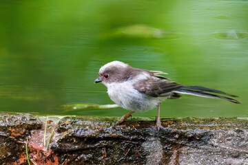 もふもふで可愛いエナガ（エナガ科）
英名学名：long tailed tit (Aegithalos...