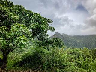 tree in the mountains landscape