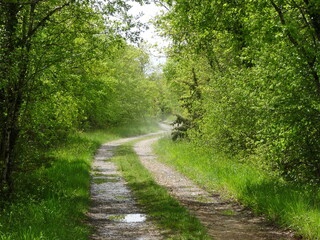A small dirt track in a verdant undergrowth after the rain - Petit chemin de terre carrossable et...