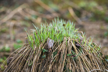 New grass shoots emerging through dry grass in springtime, representing renewal, rebirth, and the continuous cycle of life in the natural world